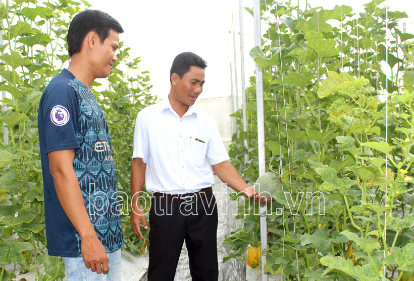 Anh Lê Mạnh Hùng xã Hương Trà xây dựng thành công Mô hình trồng Dưa lưới  trong nhà màng